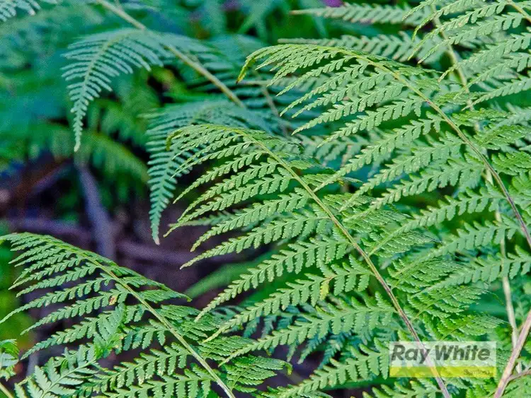 Seventh view of Homely land listing, Lot 27 Masseys Creek Court, Cedar Creek QLD 4520