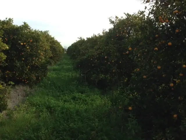 Second view of Homely rural property listing, Farm 450 Morely Road, Yoogali NSW 2680