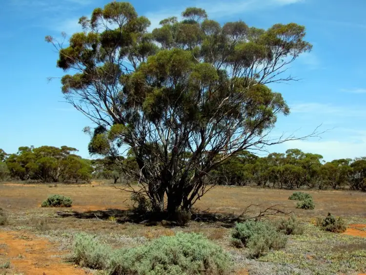 Sixth view of Homely land listing, Section 559 Sturt Highway, Monash SA 5342
