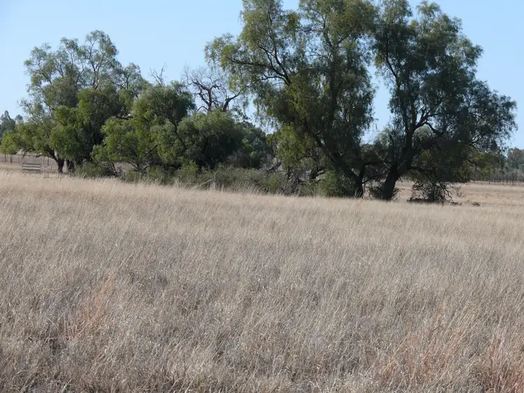 Fourth view of Homely rural property listing, 239 Bungeworgorai Lane, Roma QLD 4455
