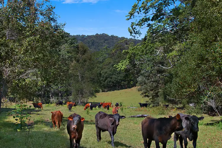 Fourth view of Homely rural property listing, 679 Urliup Road, Urliup NSW 2484