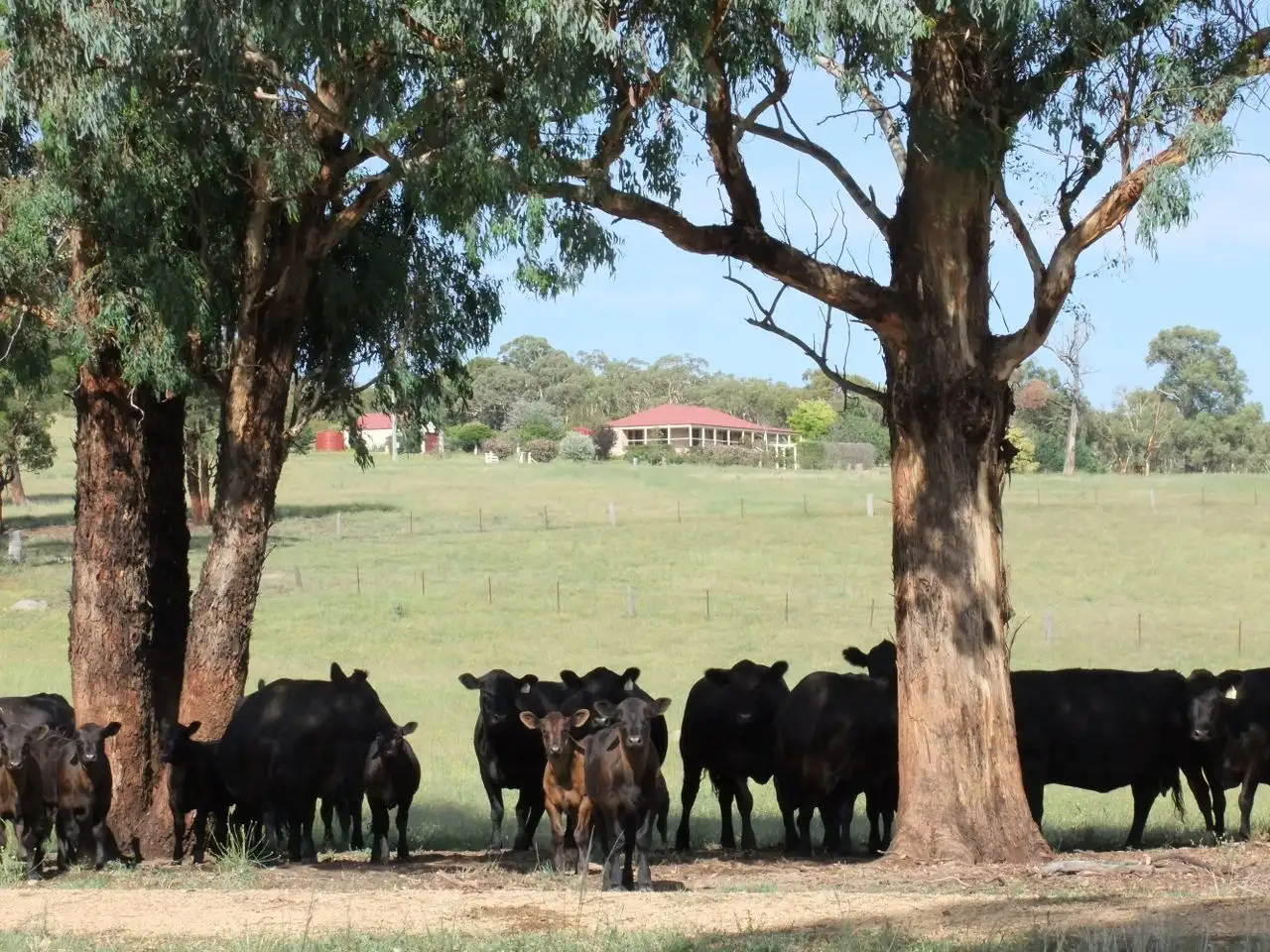 Main view of Homely rural property listing, 2044 Lagoon Road, Bathurst NSW 2795