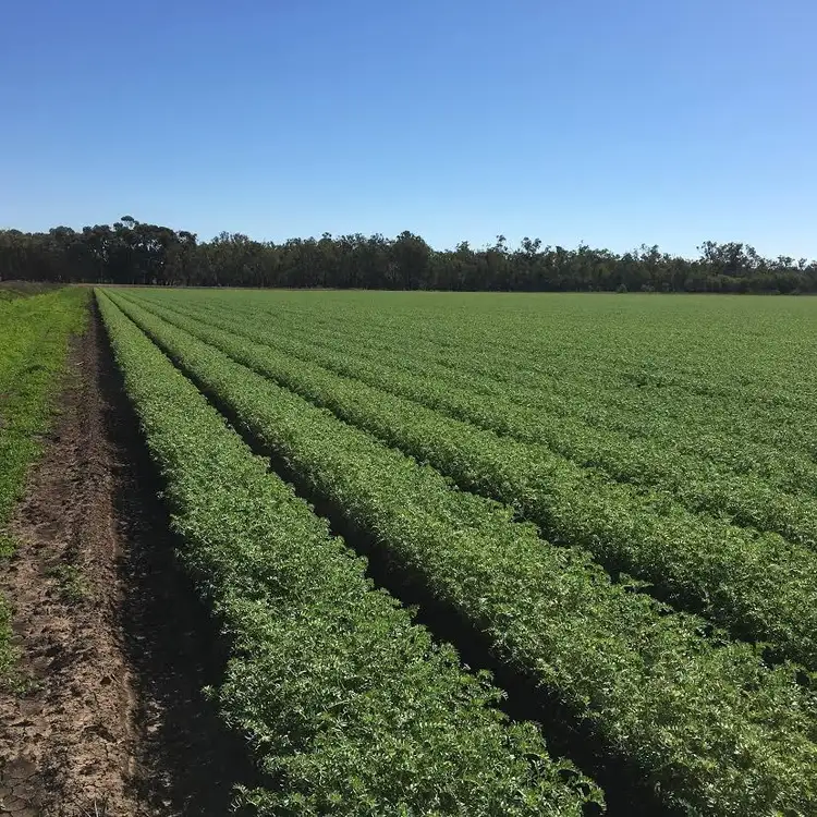 Second view of Homely rural property listing, 134 Austins Road, Theodore QLD 4719