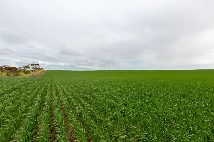 Main view of Homely rural property listing, "Youngs" Spencer Highway, Port Broughton SA 5522