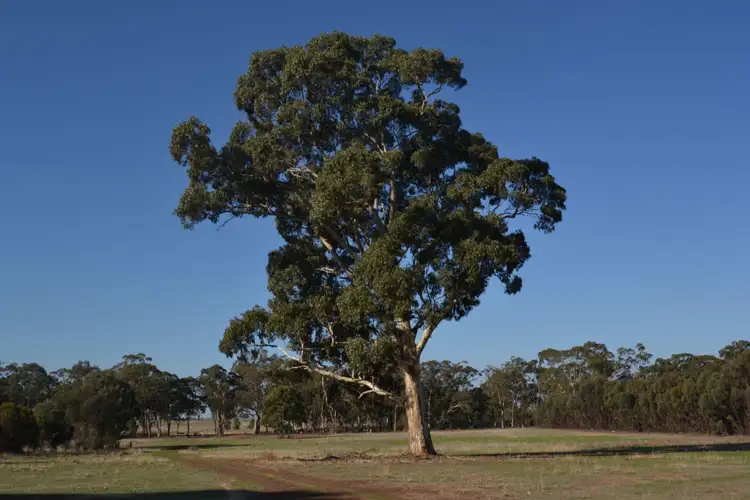 Seventh view of Homely rural property listing, Address available on request