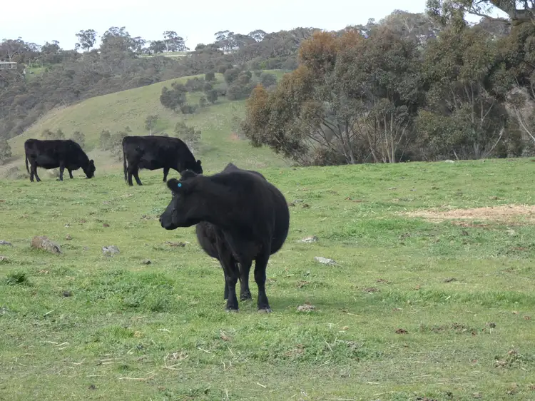Second view of Homely rural property listing, 82F Treutler Road, Wistow SA 5251
