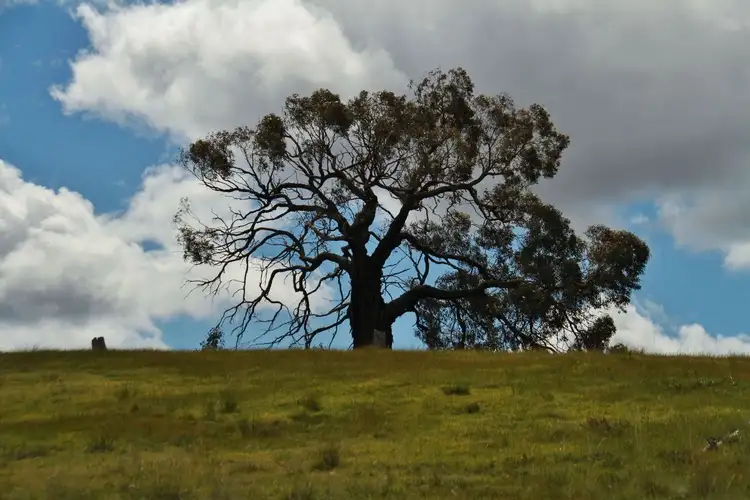 Fourth view of Homely land listing, Lot 1 255 Hayes Gully Road, Tooborac VIC 3522