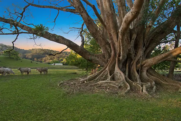 Third view of Homely rural property listing, 963 Main Arm Road, Main Arm NSW 2482