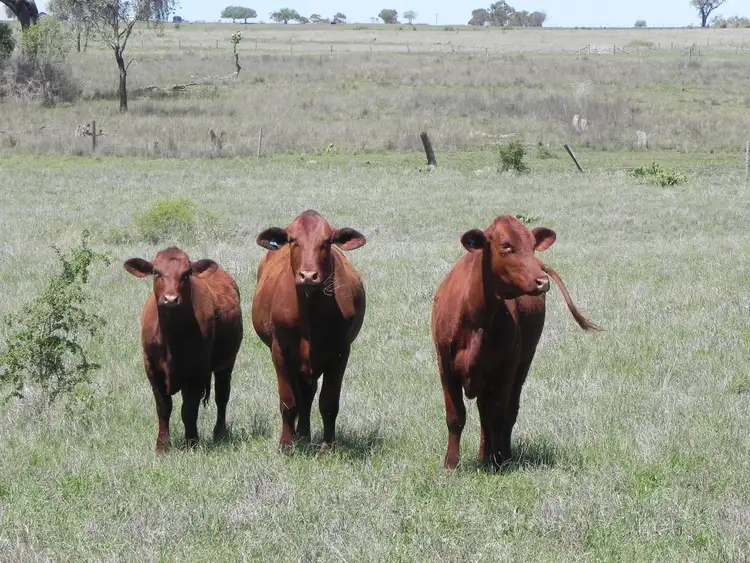 Fourth view of Homely rural property listing, 0 F Drews Road, Biddeston QLD 4401