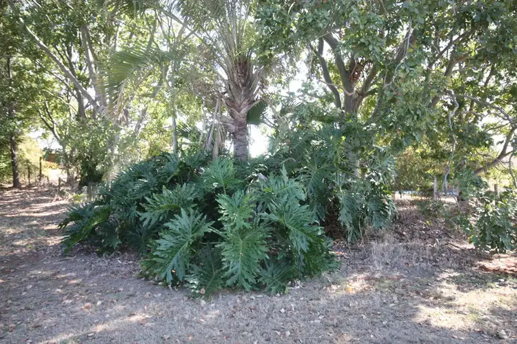 Sixth view of Homely rural property listing, 1631 Mt Larcom-Bracewell Road, Bracewell QLD 4695