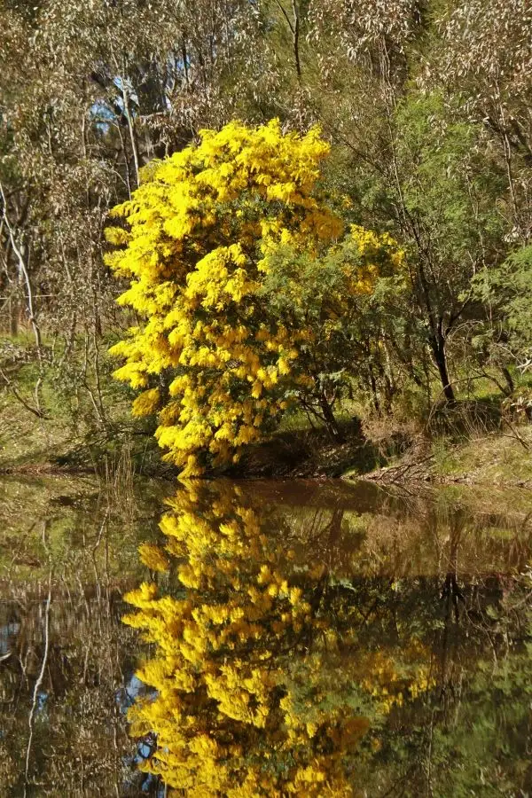 Third view of Homely land listing, 20 Forest Drive, Heathcote VIC 3523