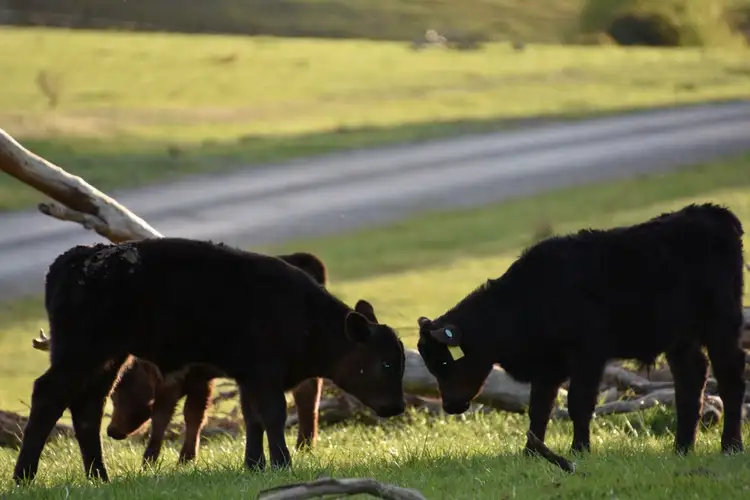 Third view of Homely rural property listing, 401 Lucan Road, Lyndhurst NSW 2797