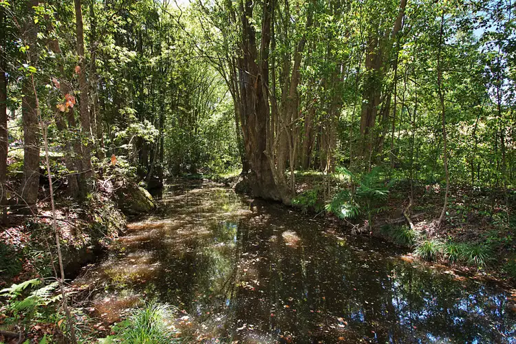 Fifth view of Homely rural property listing, 163 Blakeneys Road, Stokers Siding NSW 2484