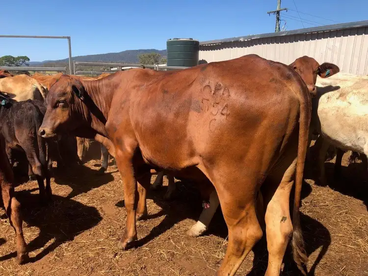 Seventh view of Homely rural property listing, Address available on request