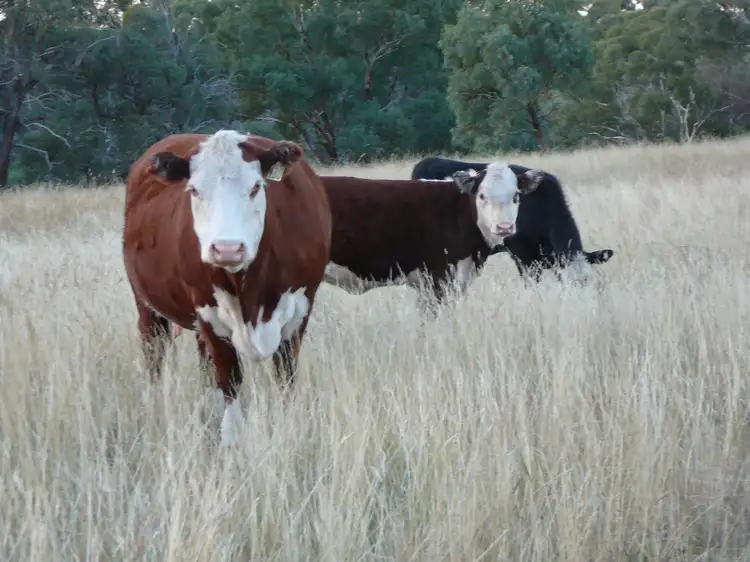 Third view of Homely rural property listing, 1449 Tidbinbilla Road, Tharwa ACT 2620