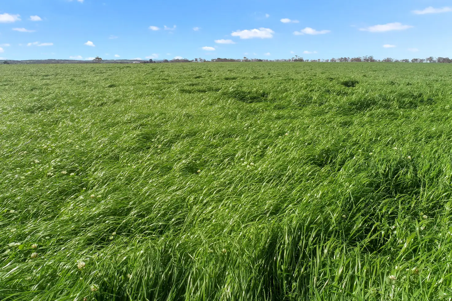 Main view of Homely rural property listing, 4 Maddens Bridge Road, Glenfyne VIC 3266