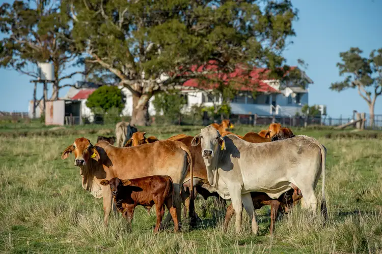 Main view of Homely rural property listing, 924B Kildare Road, Tenterfield NSW 2372