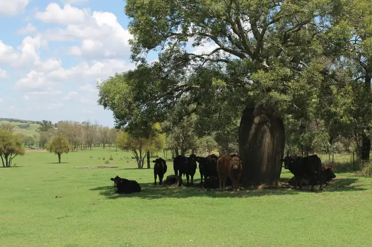 Seventh view of Homely rural property listing, 304 Sunnyvale Road, Bunya Mountains QLD 4405