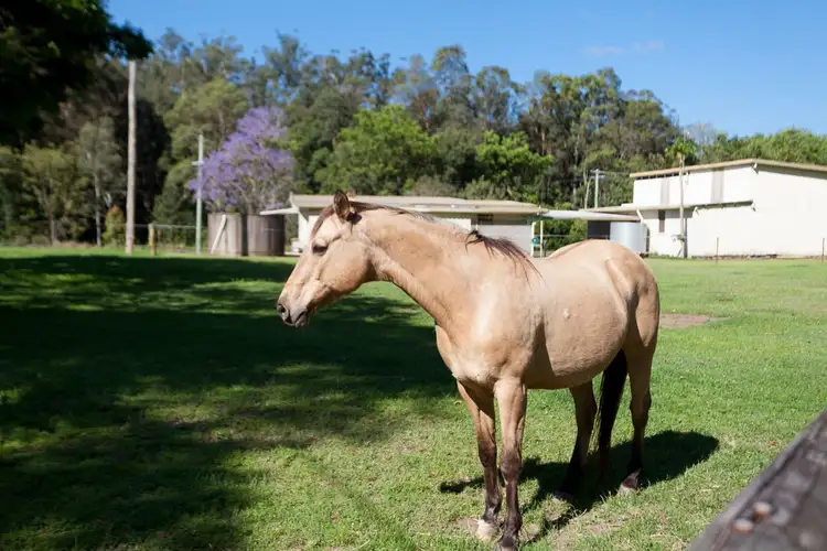 Sixth view of Homely rural property listing, 453 Cooloolabin Road, Cooloolabin QLD 4560