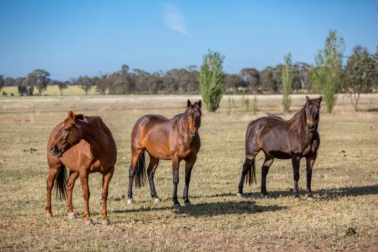 Main view of Homely rural property listing, 90 Thanowring School Road, Temora NSW 2666