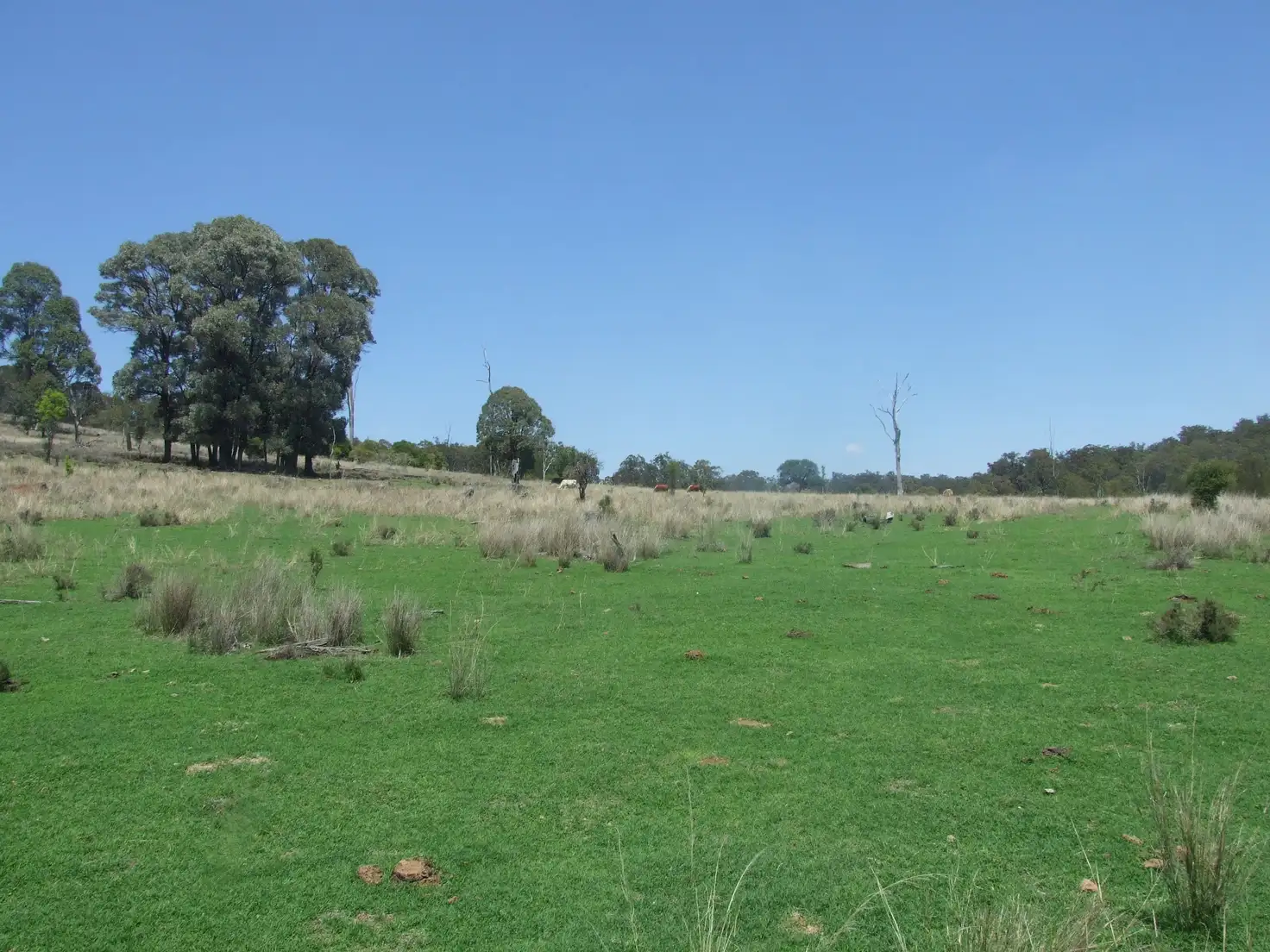 Main view of Homely rural property listing, L1 & 2 Goombungee-Mt Darry Road, Goombungee QLD 4354