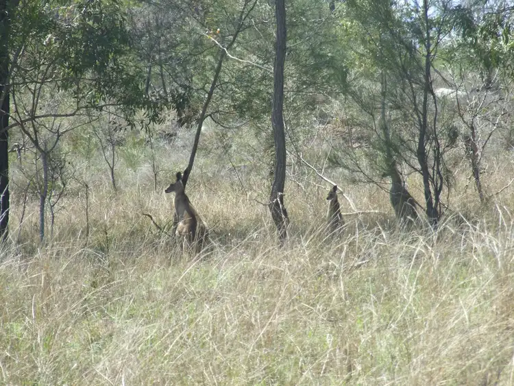 Fifth view of Homely rural property listing, L1 & 2 Goombungee-Mt Darry Road, Goombungee QLD 4354