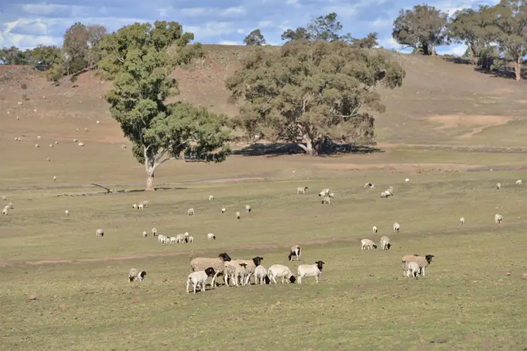 Third view of Homely rural property listing, 'LUMEAH' CENN CRUAICH, Coonabarabran NSW 2357