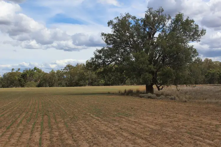 Fourth view of Homely rural property listing, " Berrigal Farm", Bellata NSW 2397