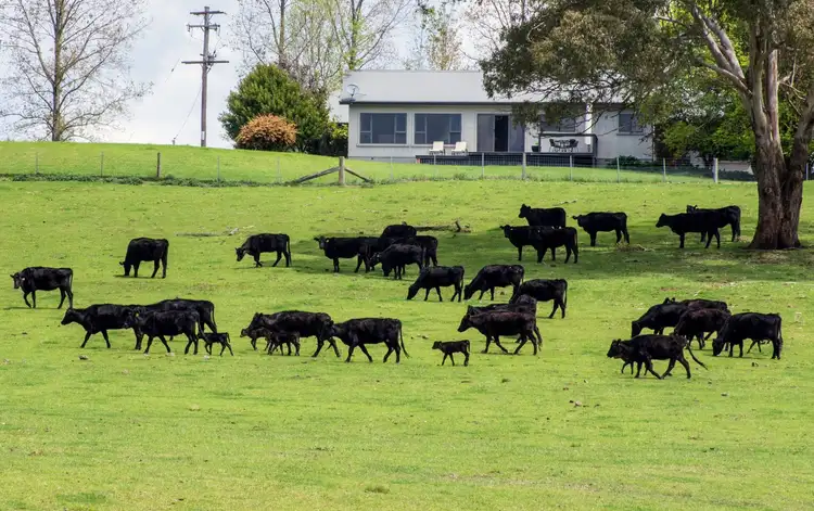 Seventh view of Homely rural property listing, Claremont 288 Loosemores Road, Glen Innes NSW 2370