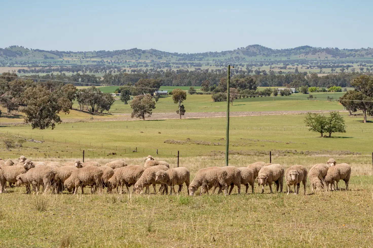 Main view of Homely rural property listing, 'Braeside' Conimbla Road, Cowra NSW 2794
