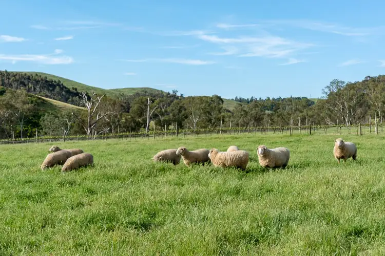 Fourth view of Homely rural property listing, 2614 Gorge Road, Gumeracha SA 5233