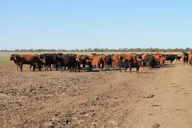 Seventh view of Homely rural property listing, Address available on request