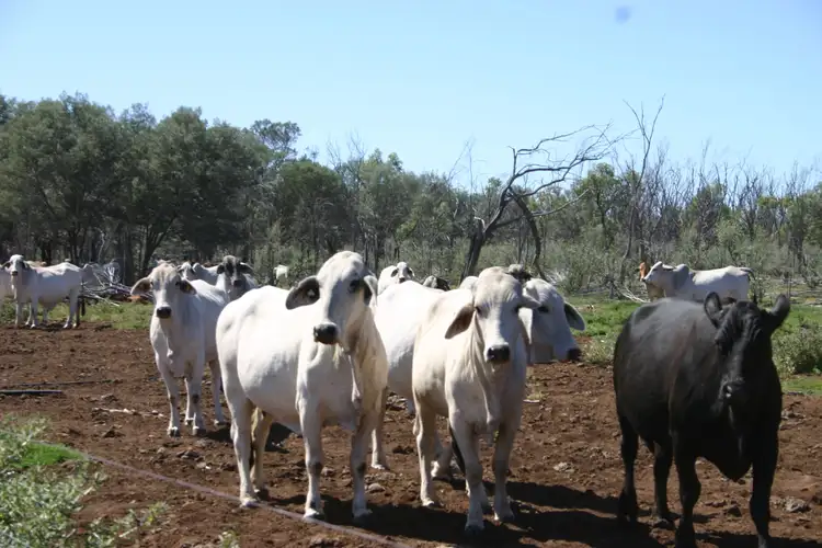 Fifth view of Homely rural property listing, 66993 Warrego Highway, Charleville QLD 4470