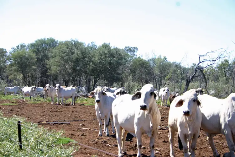 Sixth view of Homely rural property listing, 66993 Warrego Highway, Charleville QLD 4470