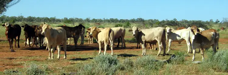 Seventh view of Homely rural property listing, 66993 Warrego Highway, Charleville QLD 4470
