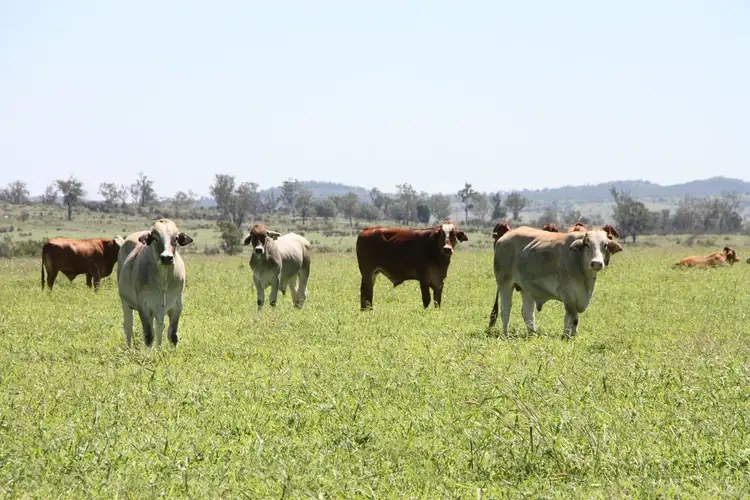 Second view of Homely rural property listing, 550 Dodsons Road, Goovigen QLD 4702