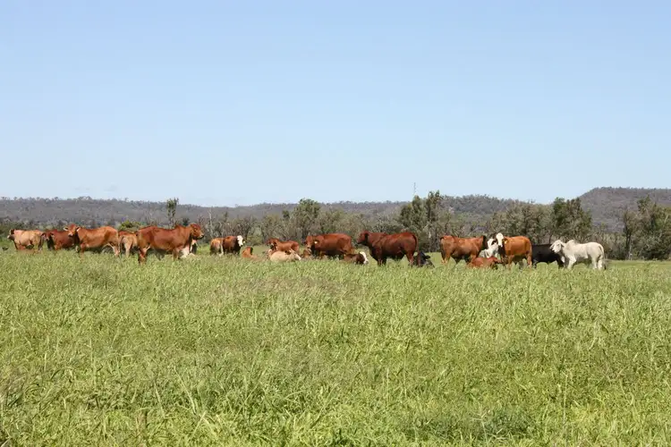 Seventh view of Homely rural property listing, 550 Dodsons Road, Goovigen QLD 4702