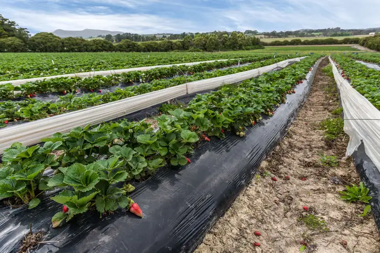 Seventh view of Homely land listing, 766 - 768 Maroondah Highway, Coldstream VIC 3770