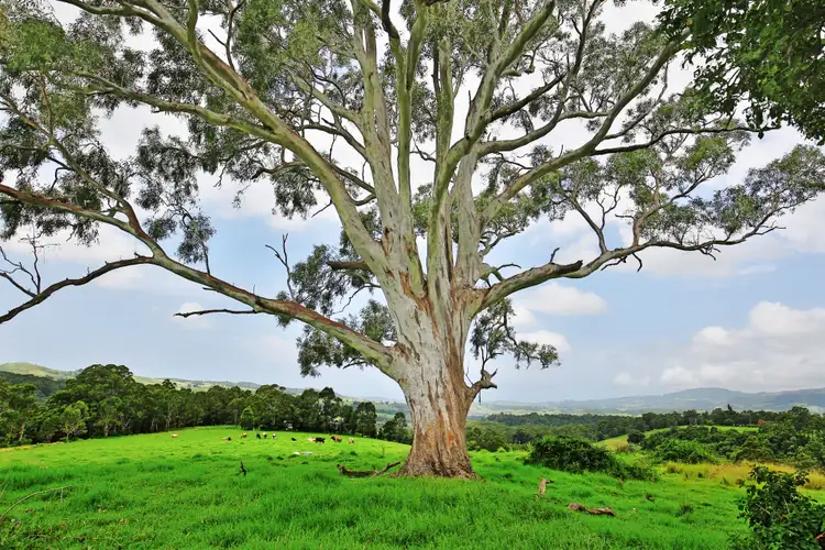 Third view of Homely rural property listing, Lots 100 1001 Curramore Road, Jamberoo NSW 2533