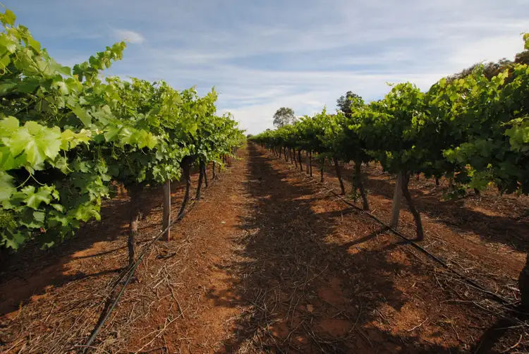 Fifth view of Homely rural property listing, Farm 1444A Kearey Road, Bilbul NSW 2680