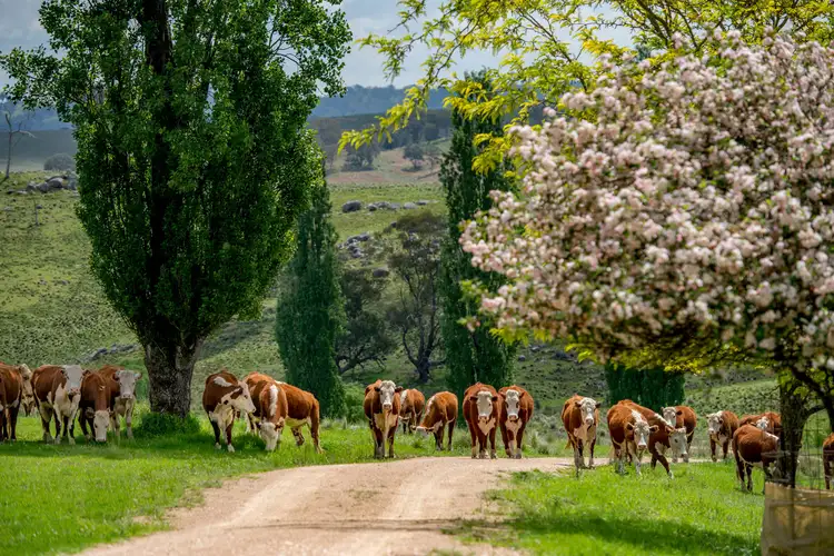 Main view of Homely rural property listing, 1043 Billirimba Road, Tenterfield NSW 2372