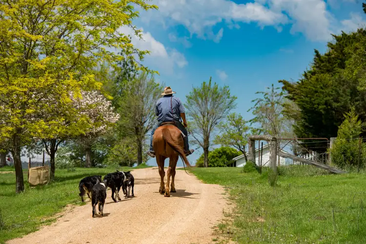 Sixth view of Homely rural property listing, 1043 Billirimba Road, Tenterfield NSW 2372