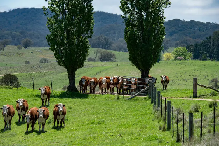 Seventh view of Homely rural property listing, 1043 Billirimba Road, Tenterfield NSW 2372