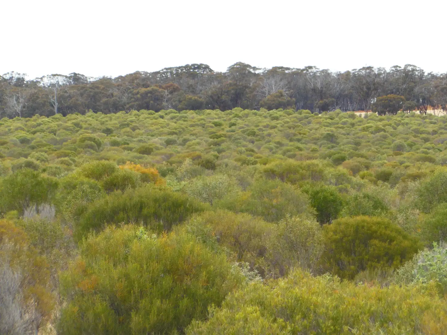 Main view of Homely rural property listing, Lot 74 Pindellup Road, Tambellup WA 6320