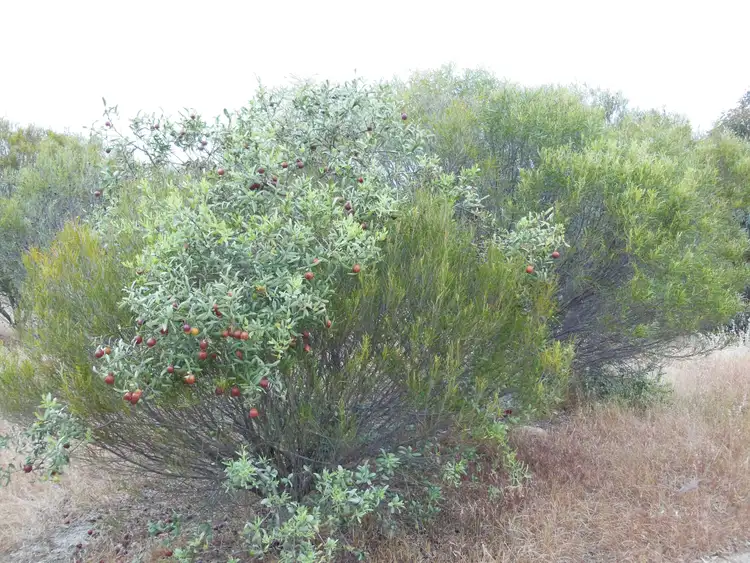 Sixth view of Homely rural property listing, Lot 74 Pindellup Road, Tambellup WA 6320