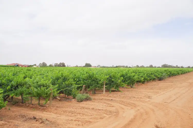 Second view of Homely house listing, 732 Chowilla Street, Renmark West SA 5341