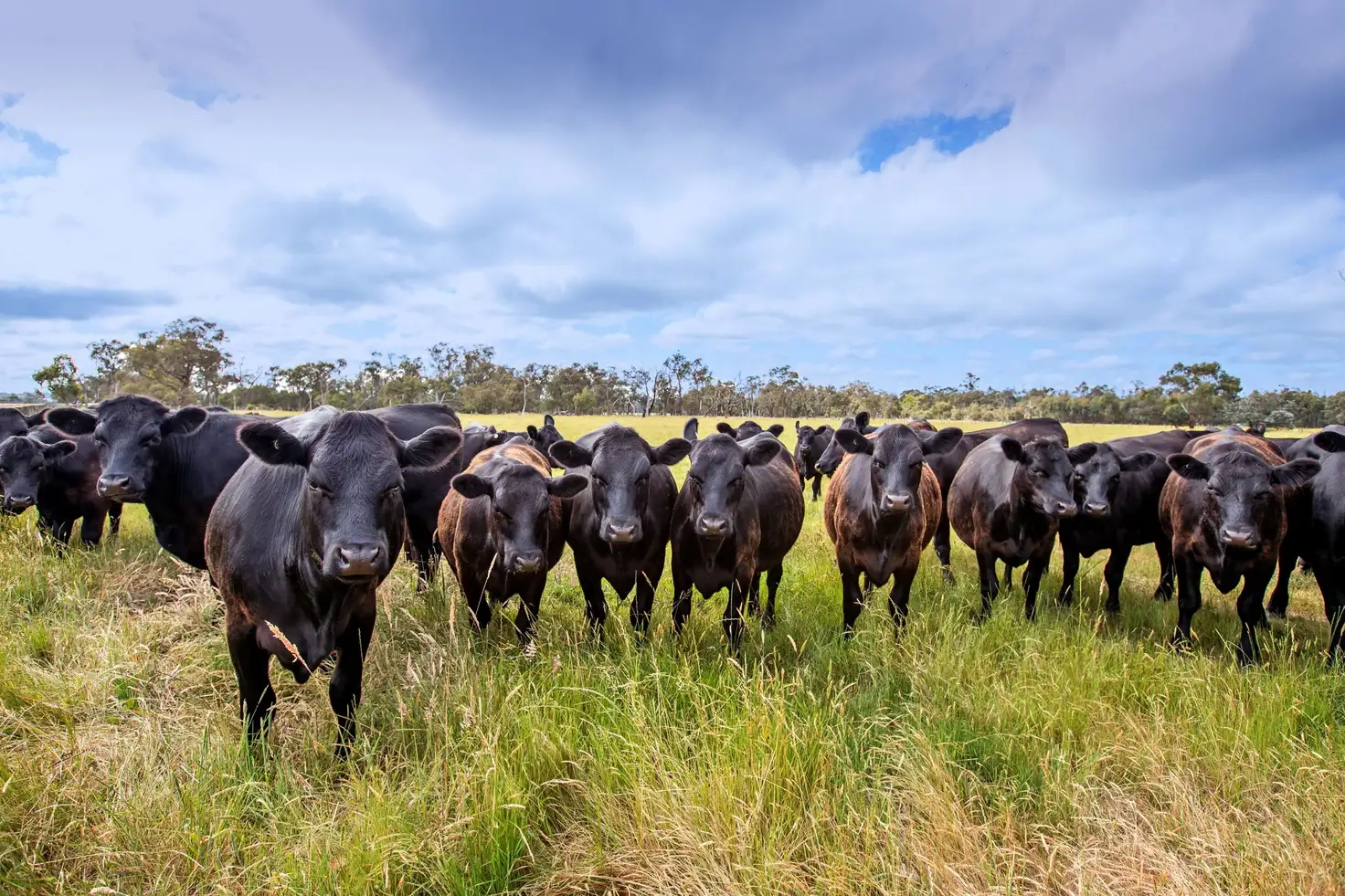 Main view of Homely rural property listing, 210 Morrison Road, Labertouche VIC 3816