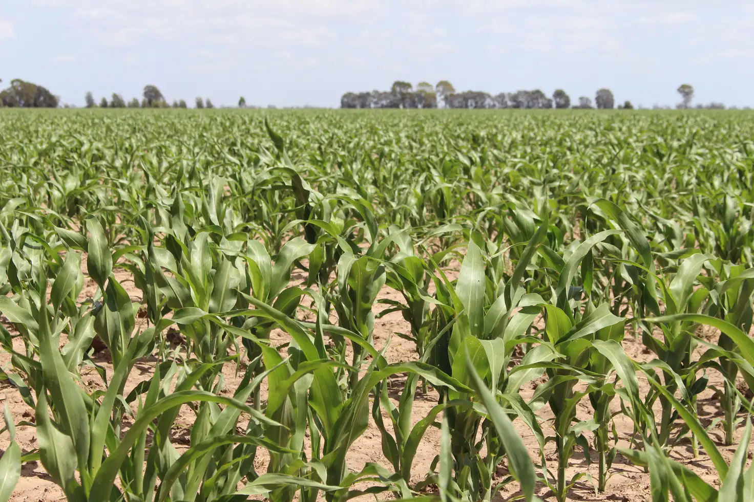 Main view of Homely rural property listing, 328 Punchs Creek Road, Punchs Creek, Millmerran QLD 4357