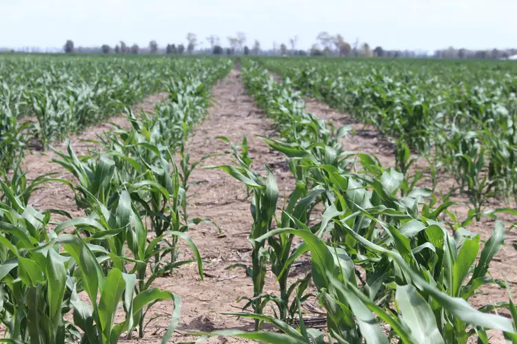 Second view of Homely rural property listing, 328 Punchs Creek Road, Punchs Creek, Millmerran QLD 4357