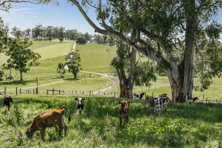 Fourth view of Homely rural property listing, 1705 Main South Road, Hallora VIC 3818